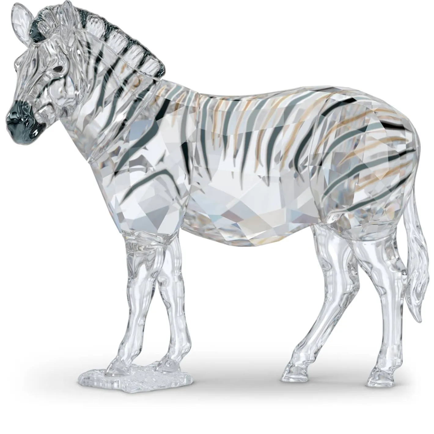 Elegance of Africa SCS Jahresausgabe 2021 Zebra Amai