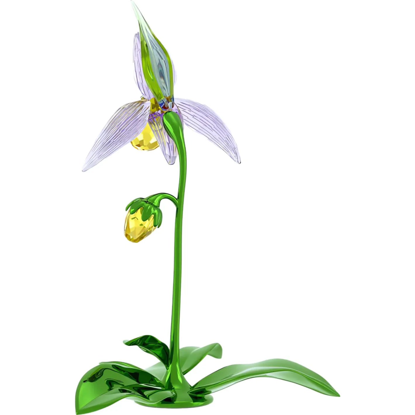 Florere Frauenschuh