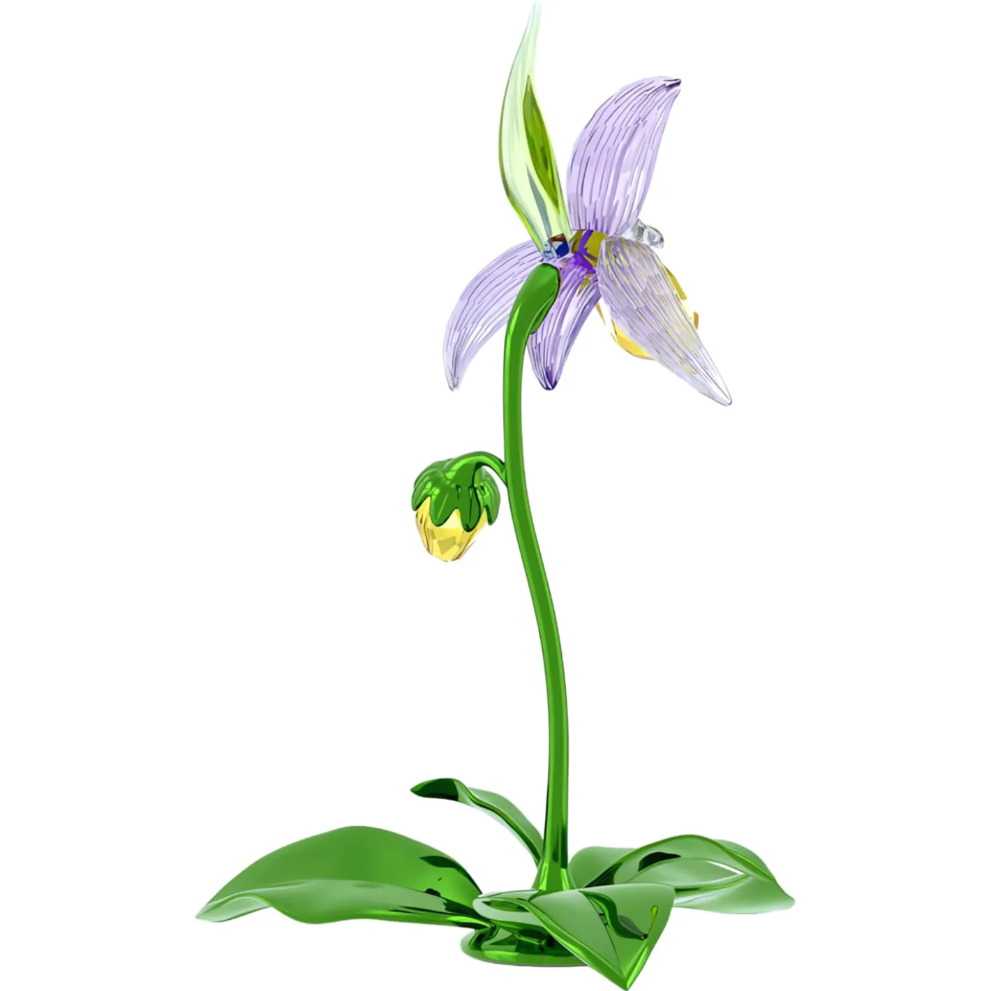 Florere Frauenschuh