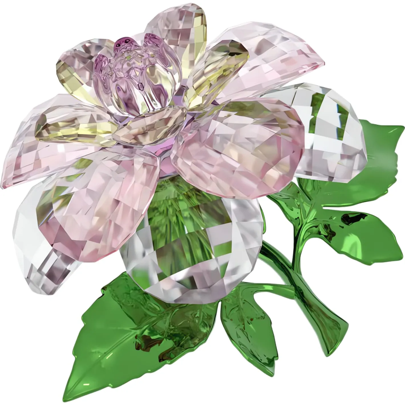 Florere Kamelie