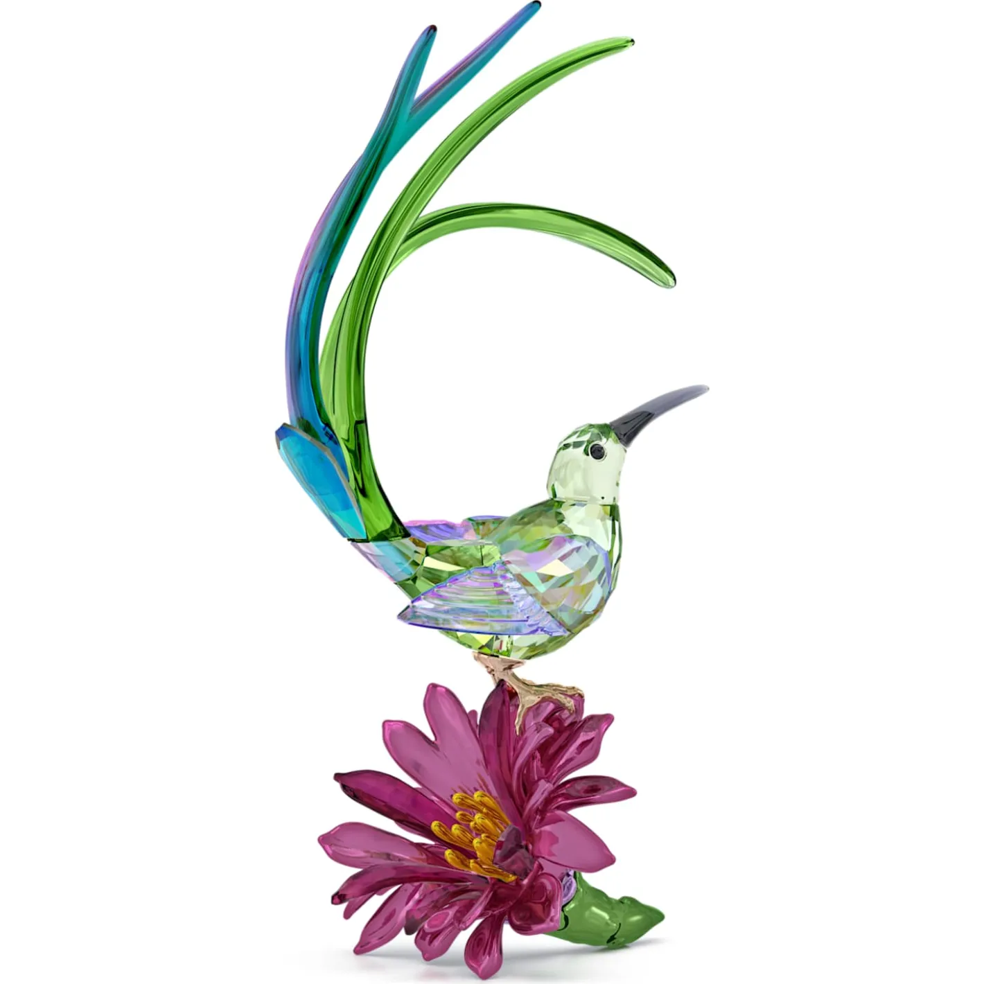 Idyllia Honigfresser und Kaktusblume