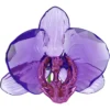 Idyllia SCS Orchidee Blütenblatt